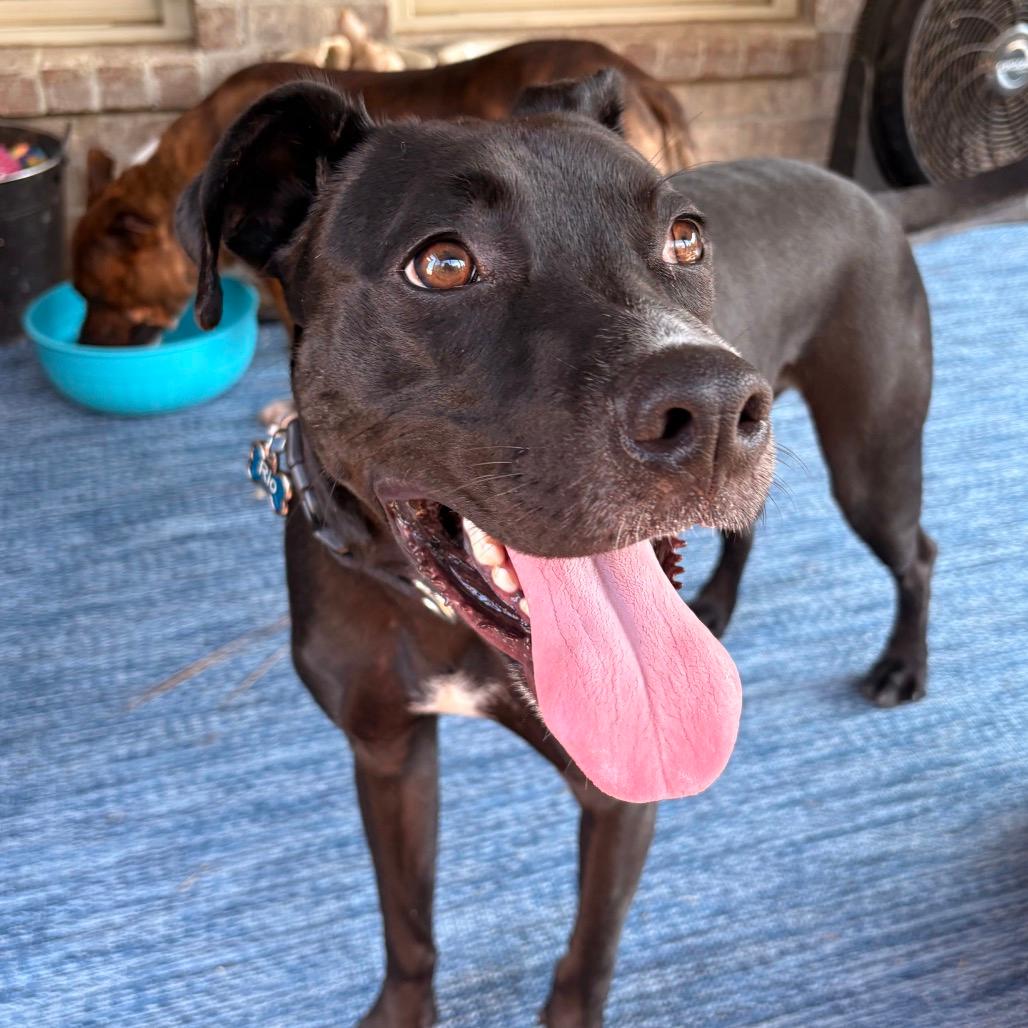 Rio (Adoption Fee SPONSORED!!)