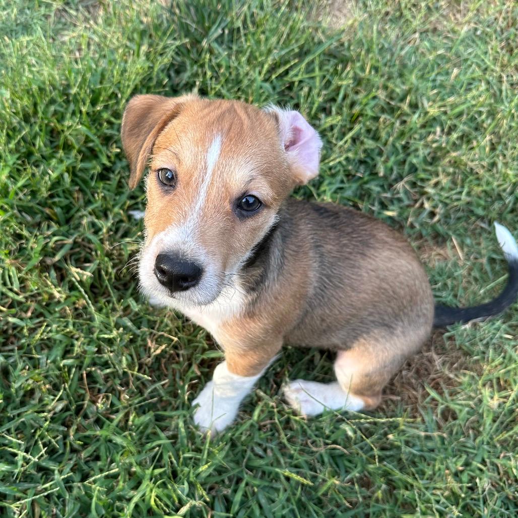 Sampson