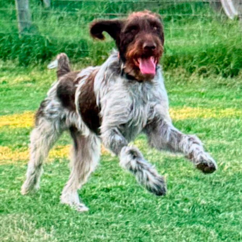Benelli (BONDED with DAISY Monroe, North Carolina)