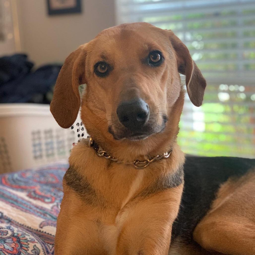 NY Bella (Home in Hartsdale NY)