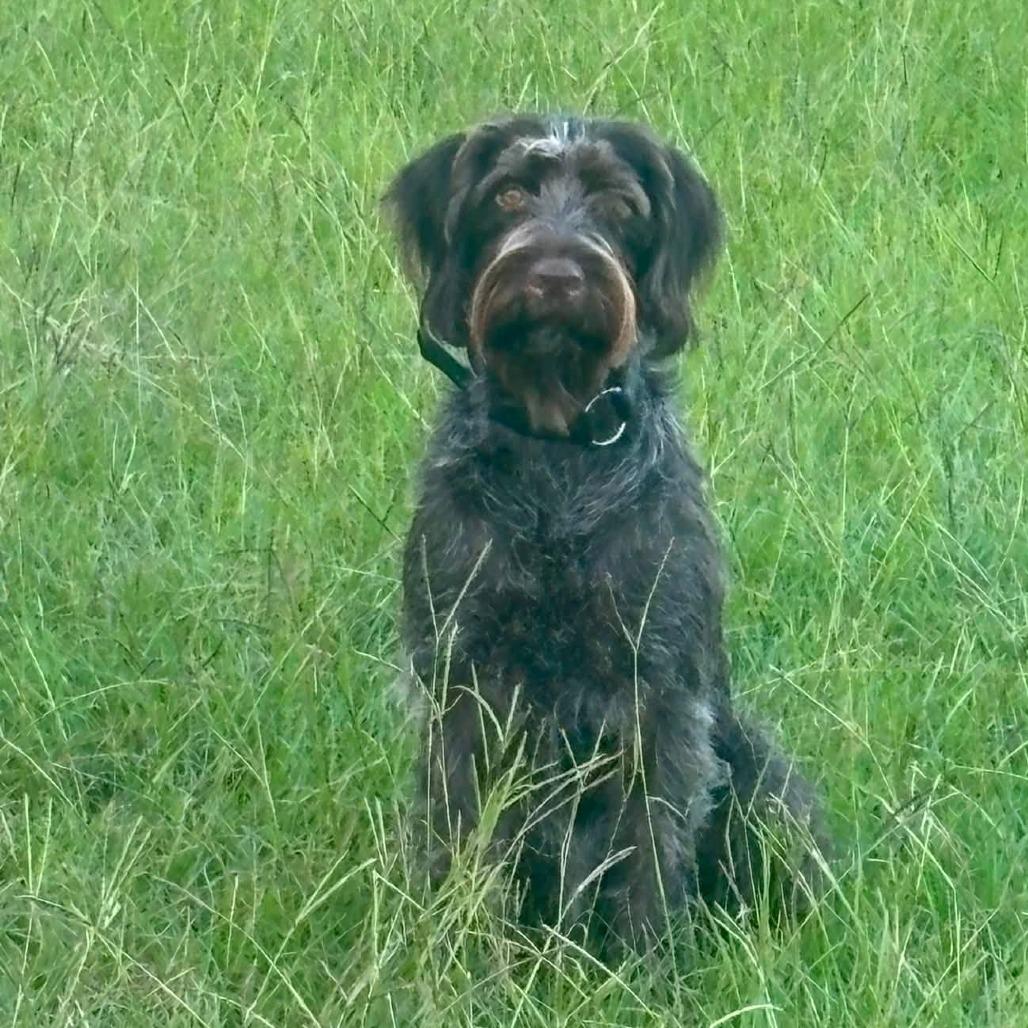 Lucy (Conroe, Texas)