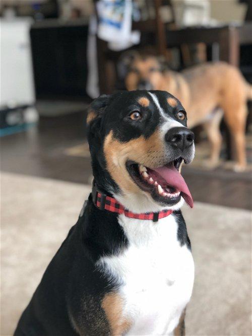 Greater Swiss Mountain Dog Rottweiler Mix