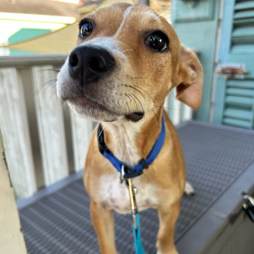 Roscoe 