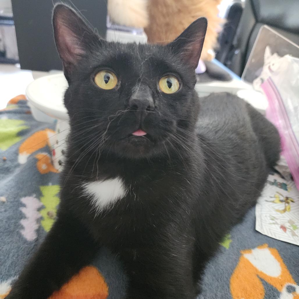 Sylvester