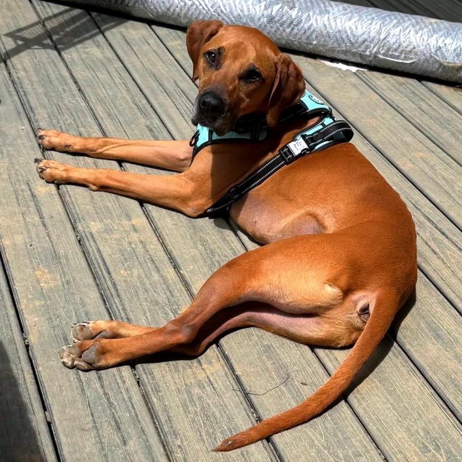 Gus