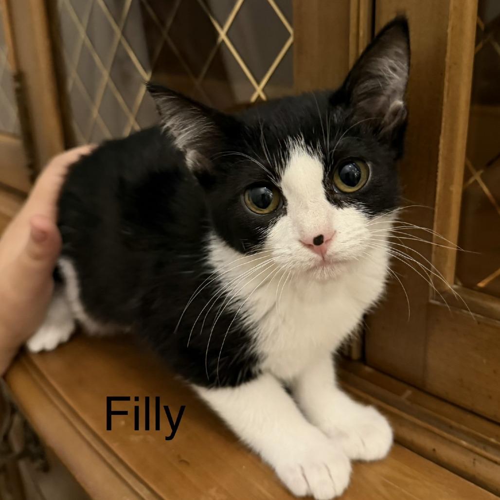 Filly