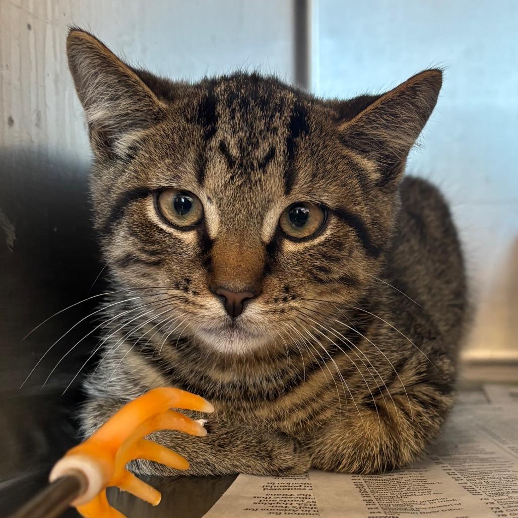 Odysseus-Tiny Spirit Kitten