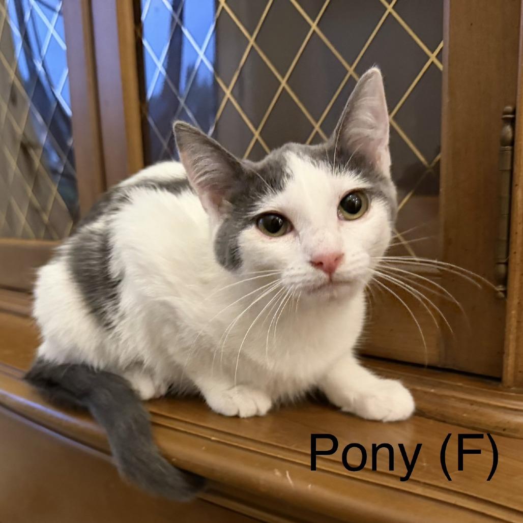 Pony