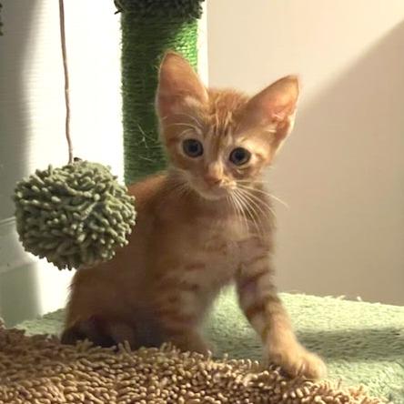 Felix