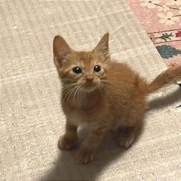 Garfield