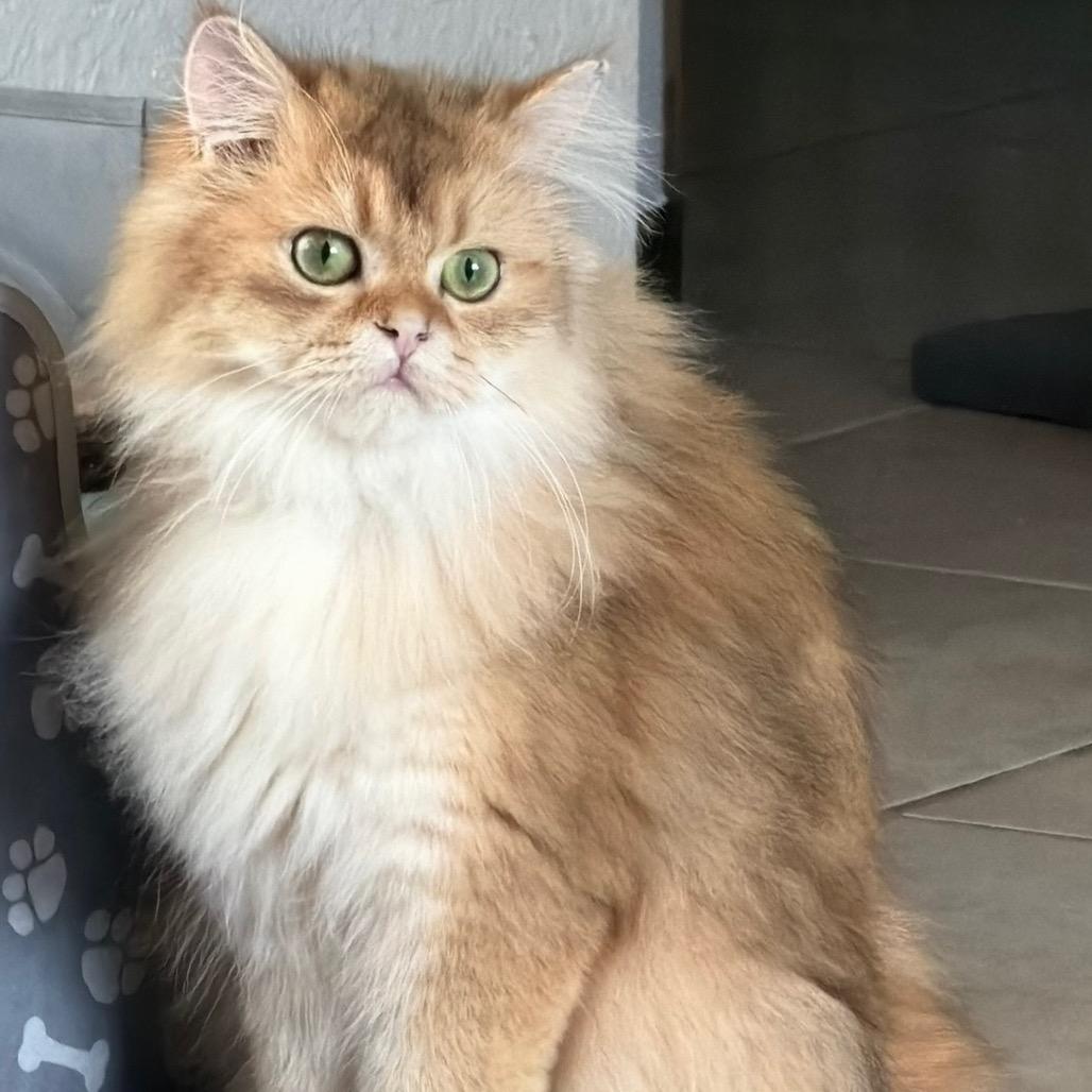 Simba 2.0- Carley