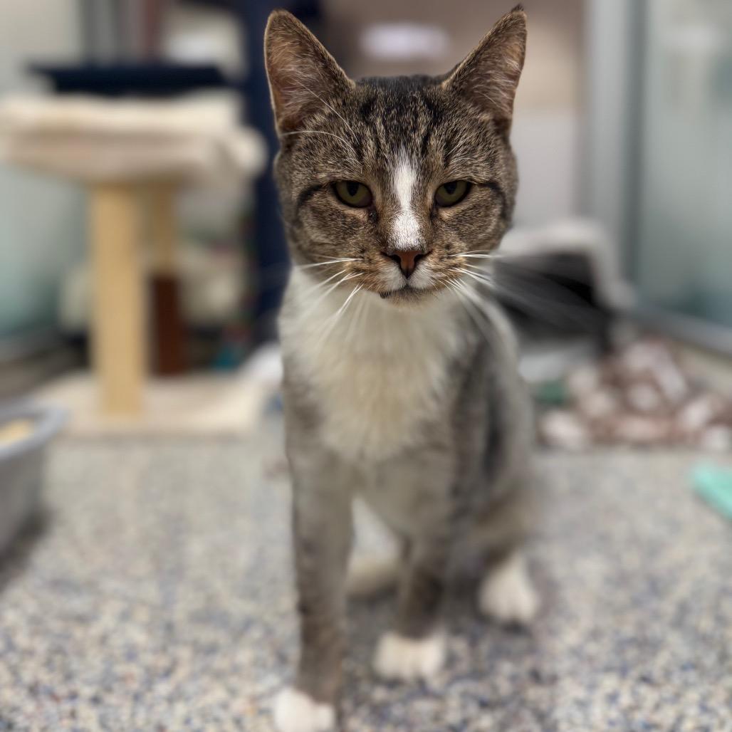 Sir Pounce
