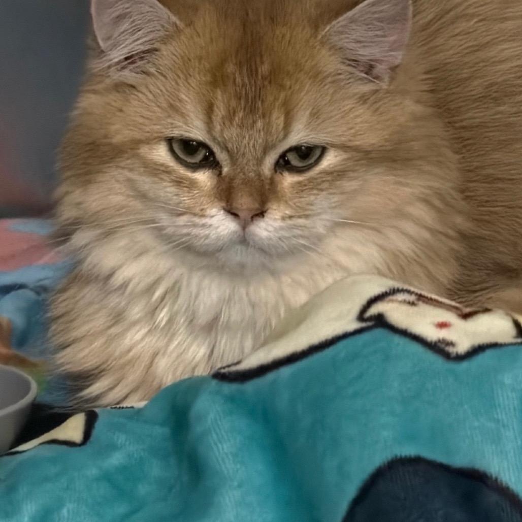 Simba 1.0- Carley