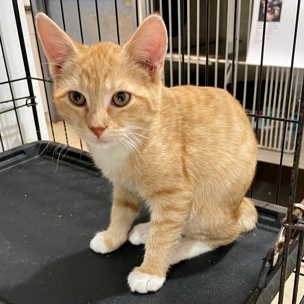 Jojo the Loner from Arizona