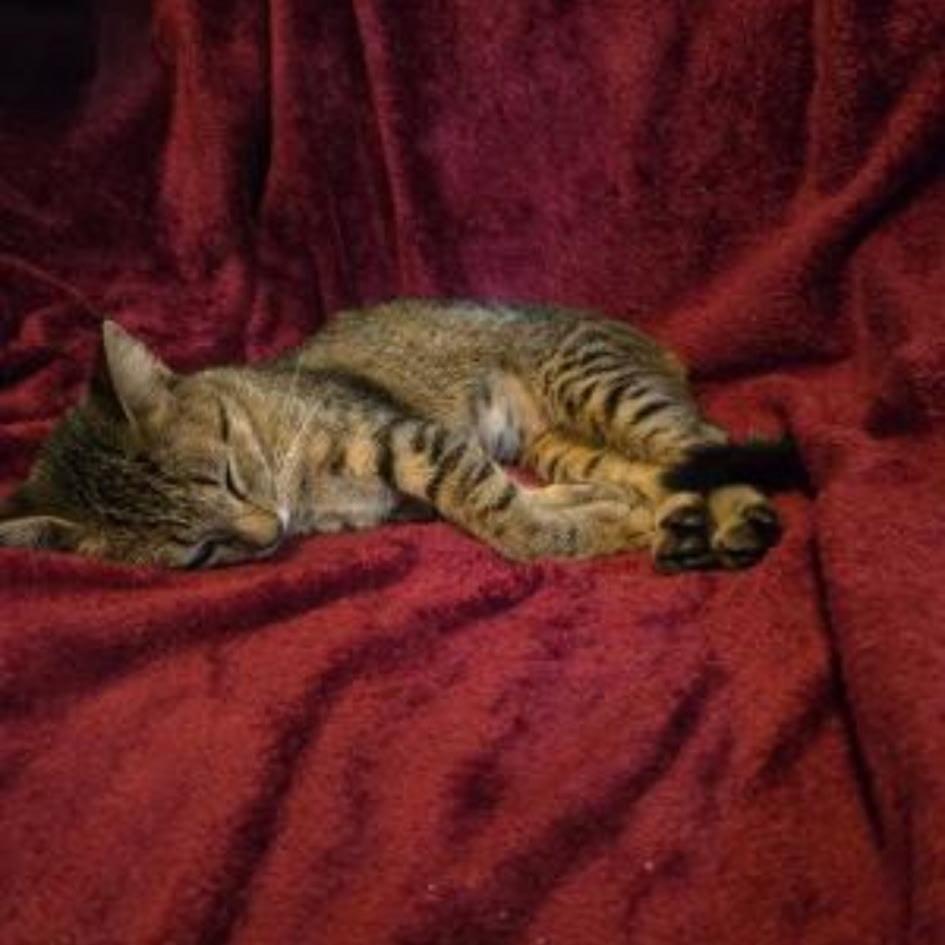 Kitty- Carmen/Rebecca