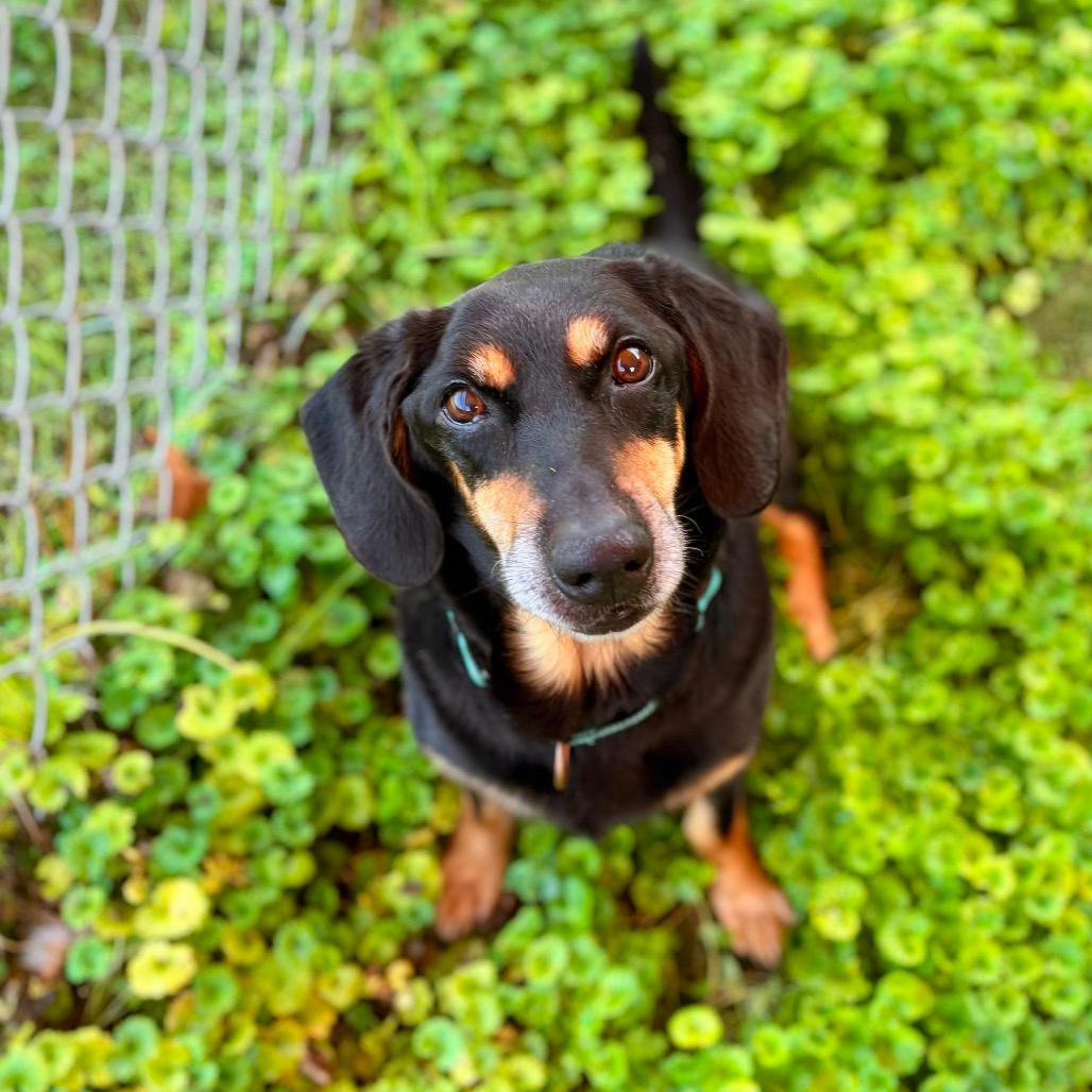 Hugo