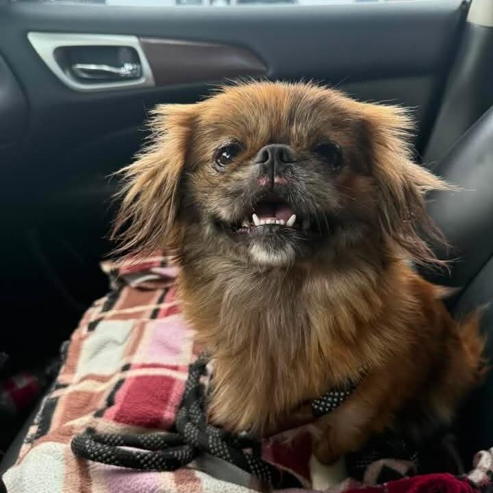 Nicky *Arriving 9/12* D12332