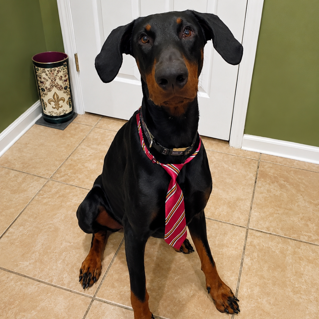 Kilo (Benefactor Dog)