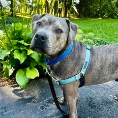 Carter *Foster to Adopt Me!