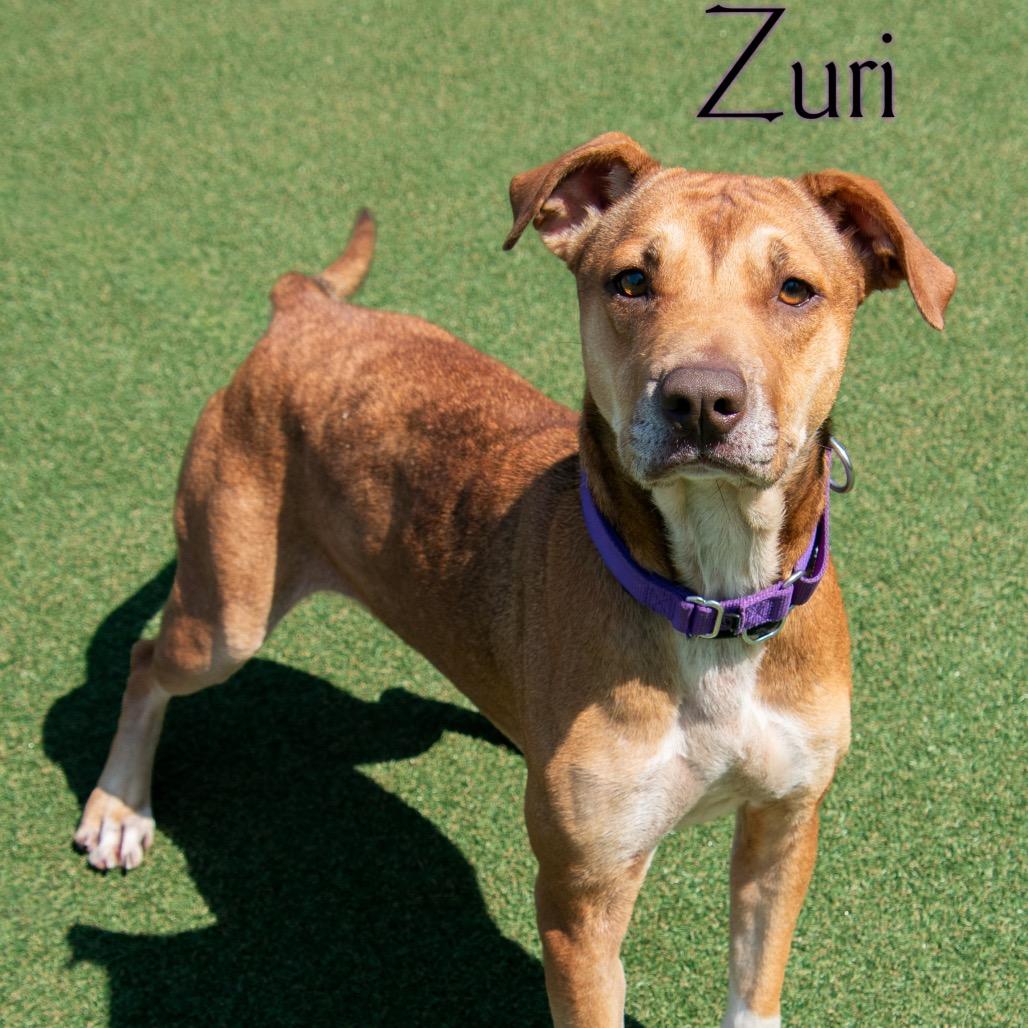 Zuri