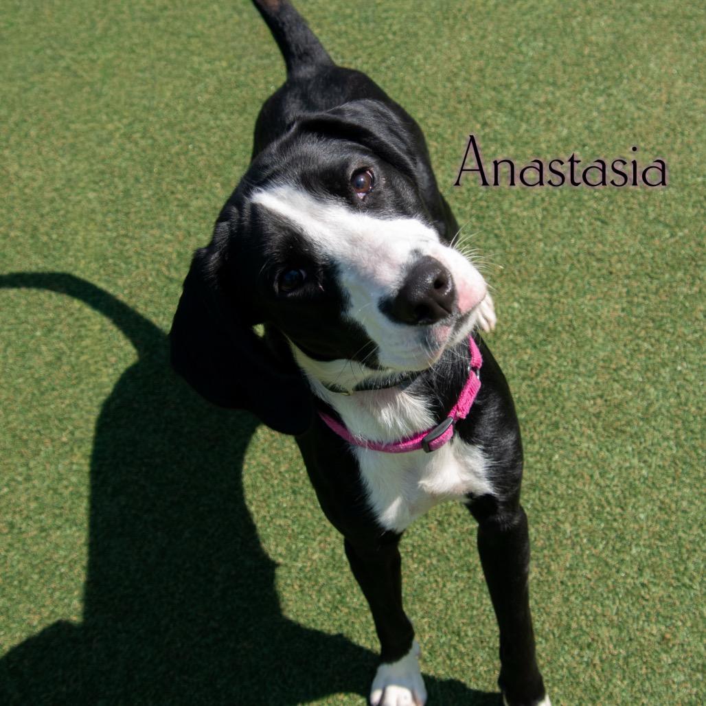 Anastasia
