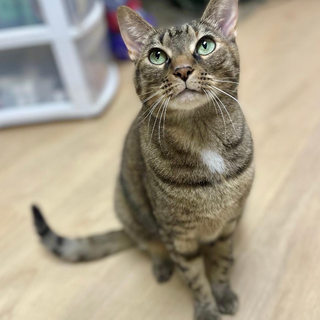 Gypsy, aka "Piggy"