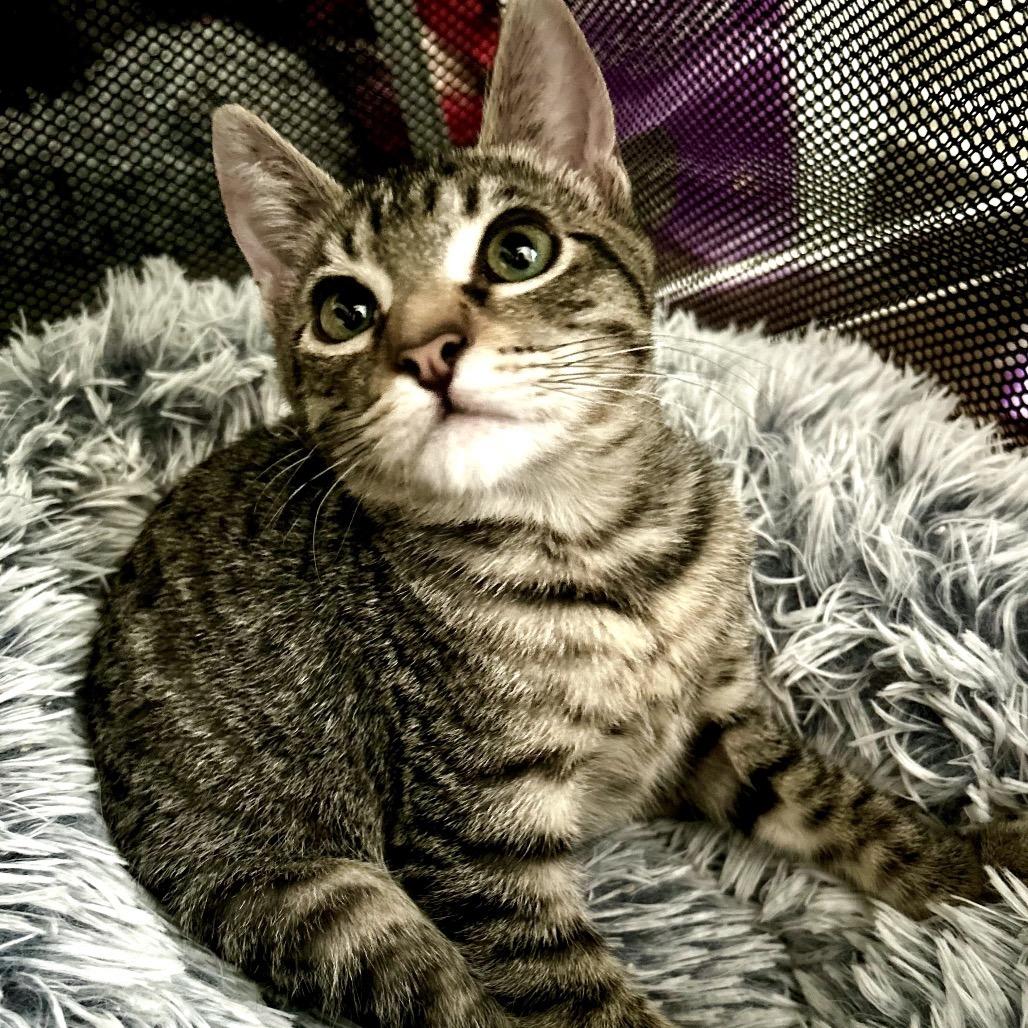 Julius
