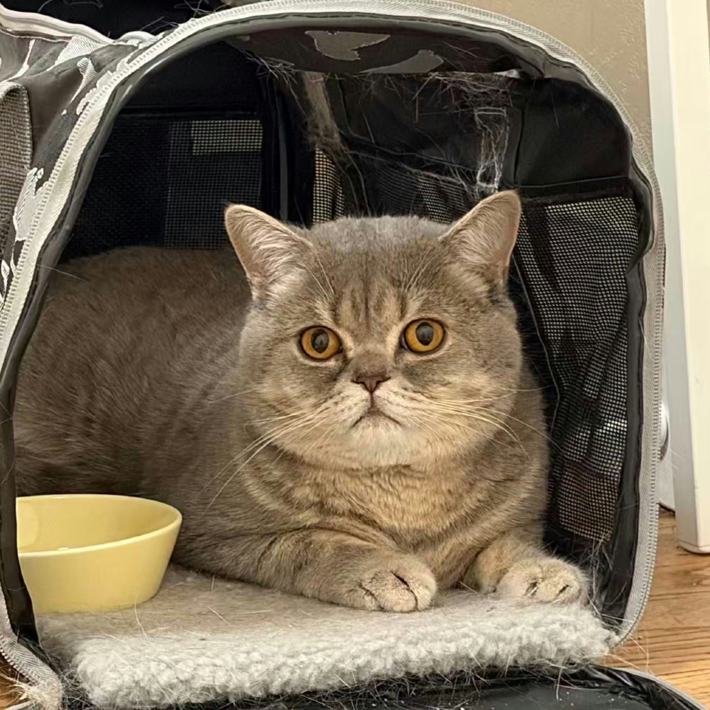 Paopao