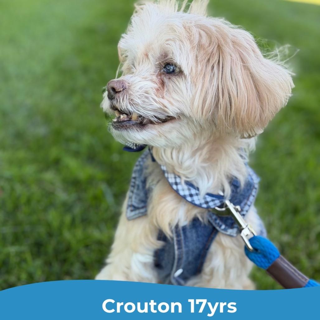 Crouton (Jelani)