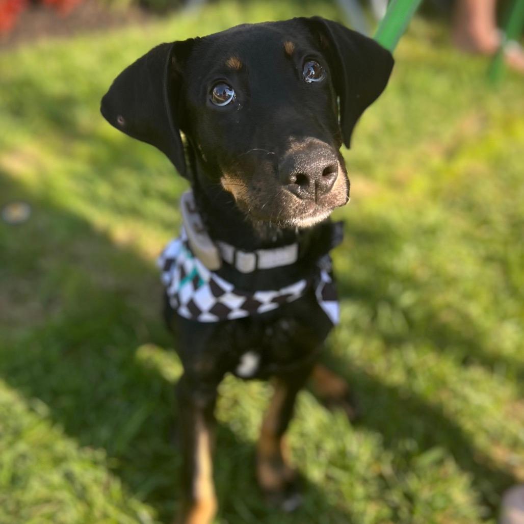 Rocky