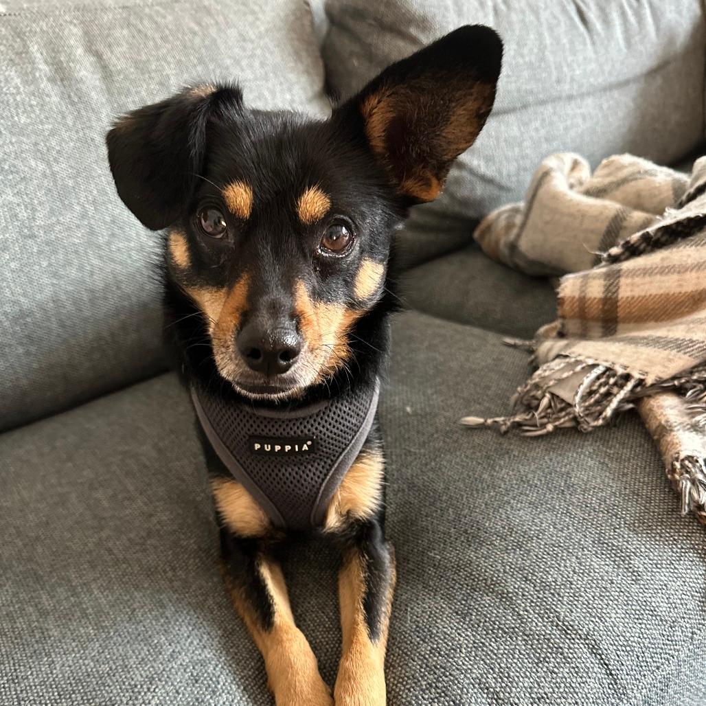 Bandit