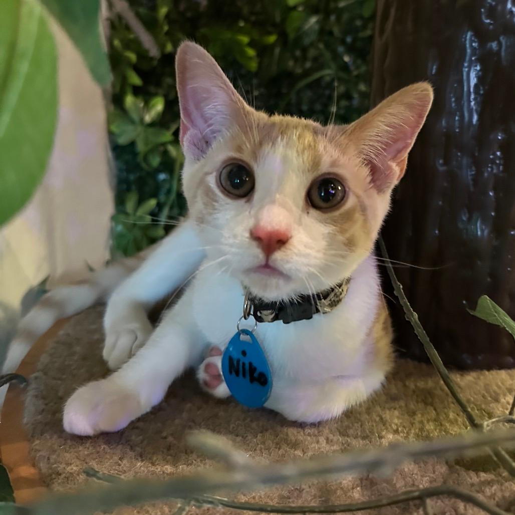 Niko