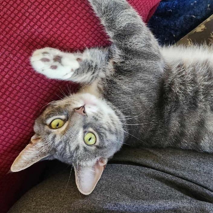 Peanut (bonded with Peewee)