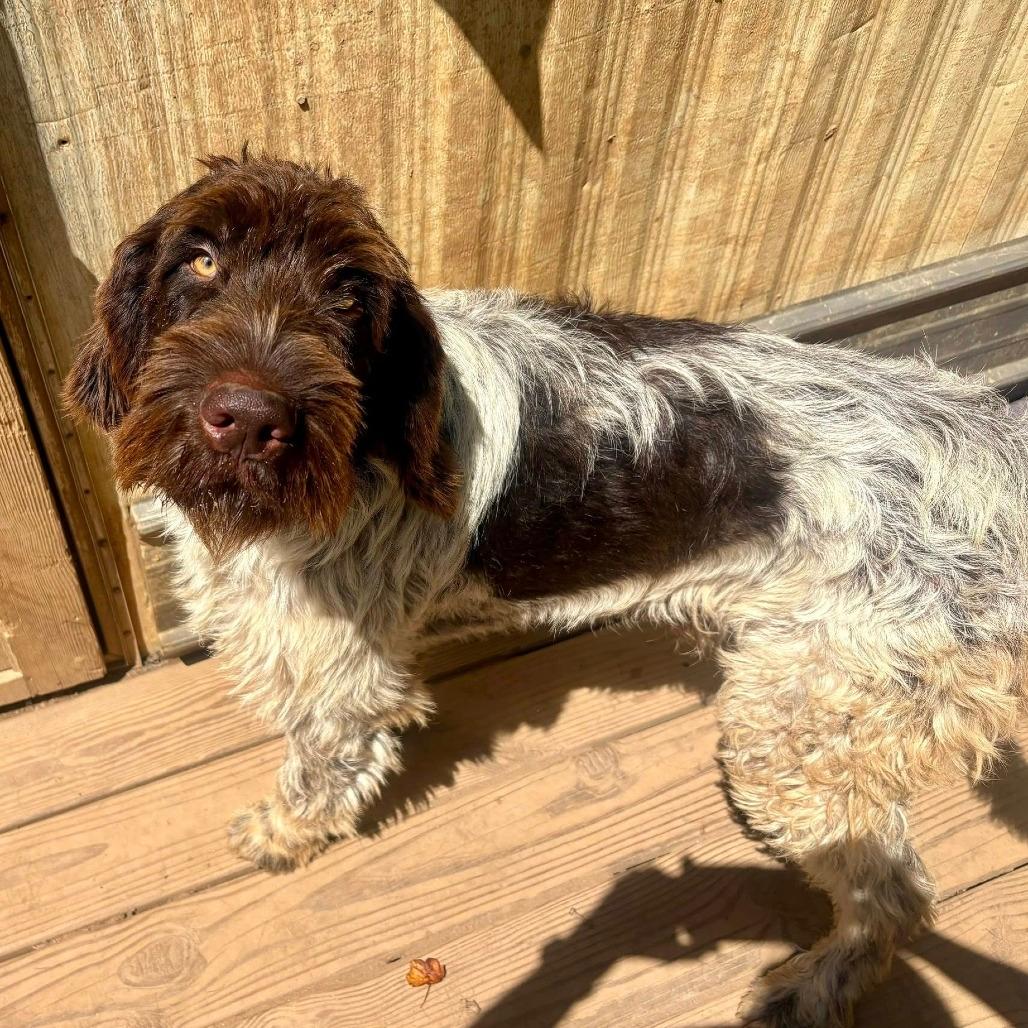 Ghost (Bassett, Virginia)