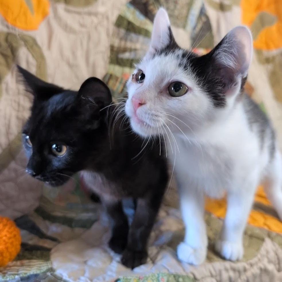 Thing 2 (tux) bonded with Thing 1