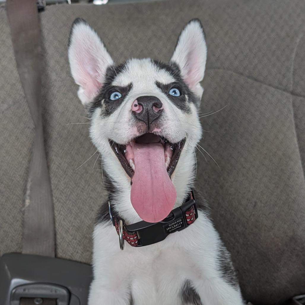 Bandit 