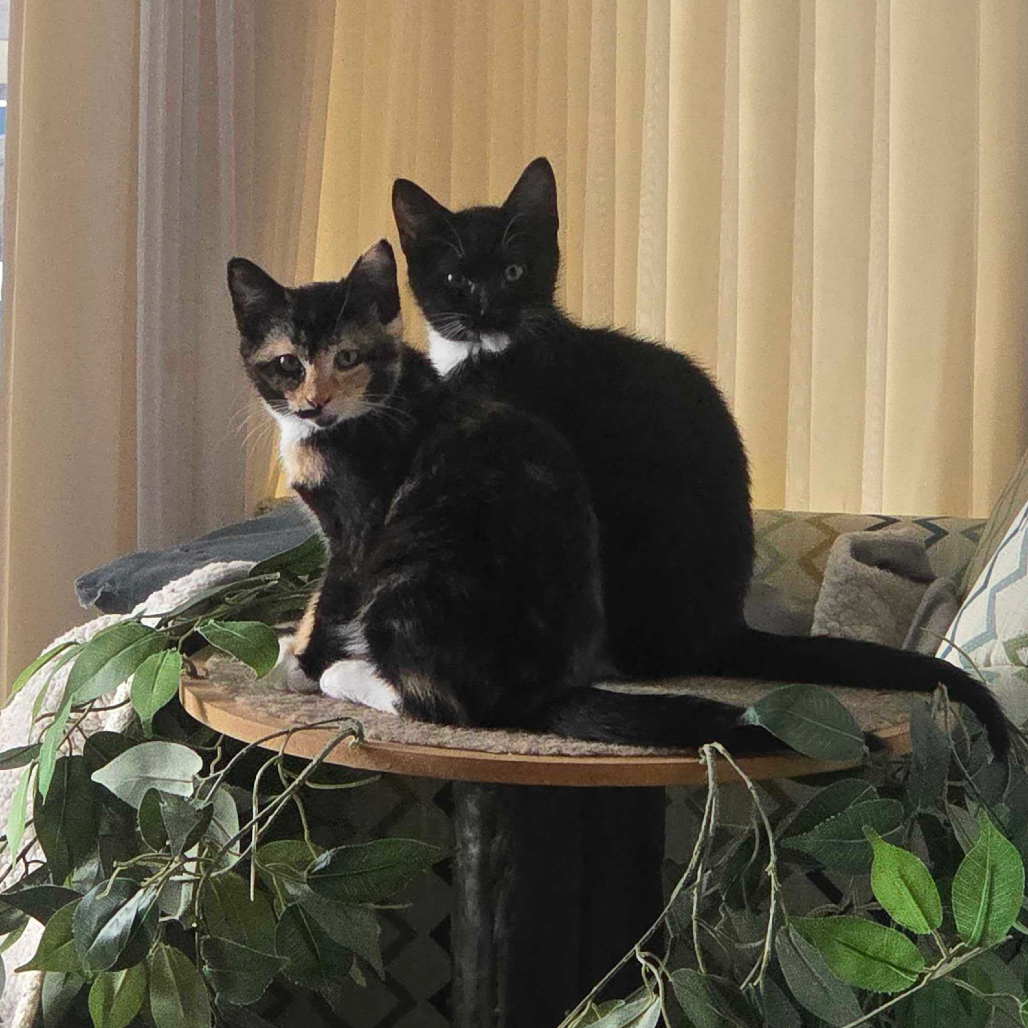 Fiyero (bonded w/Elphie)