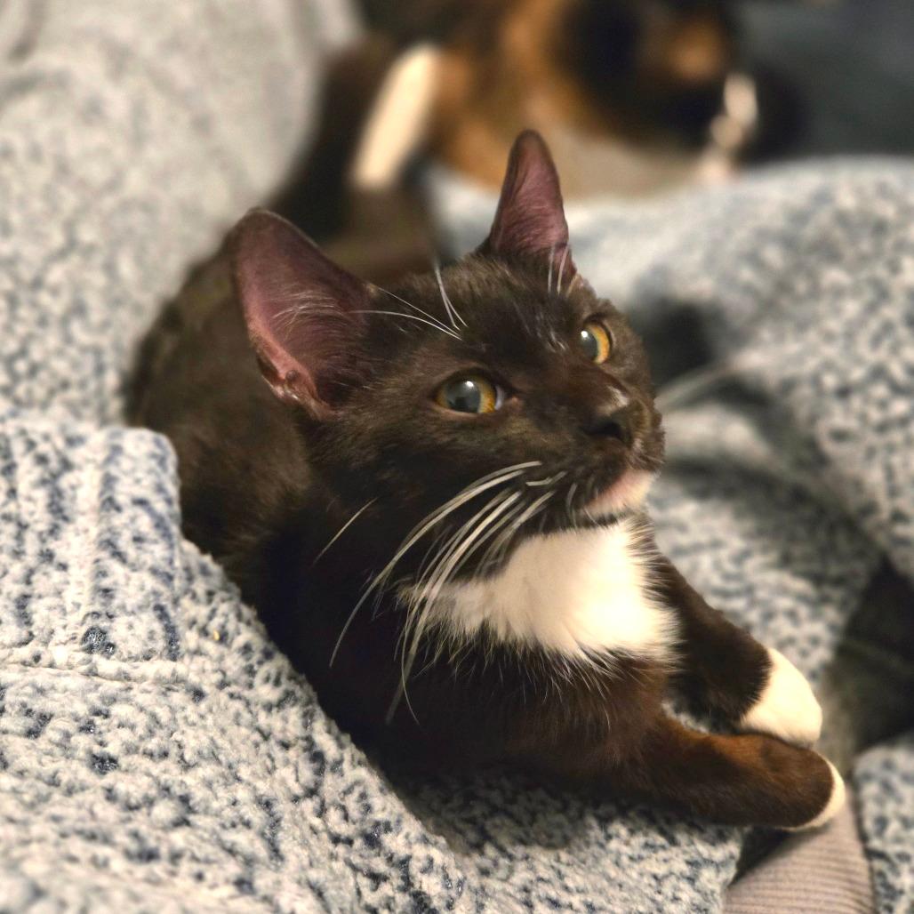 Miso