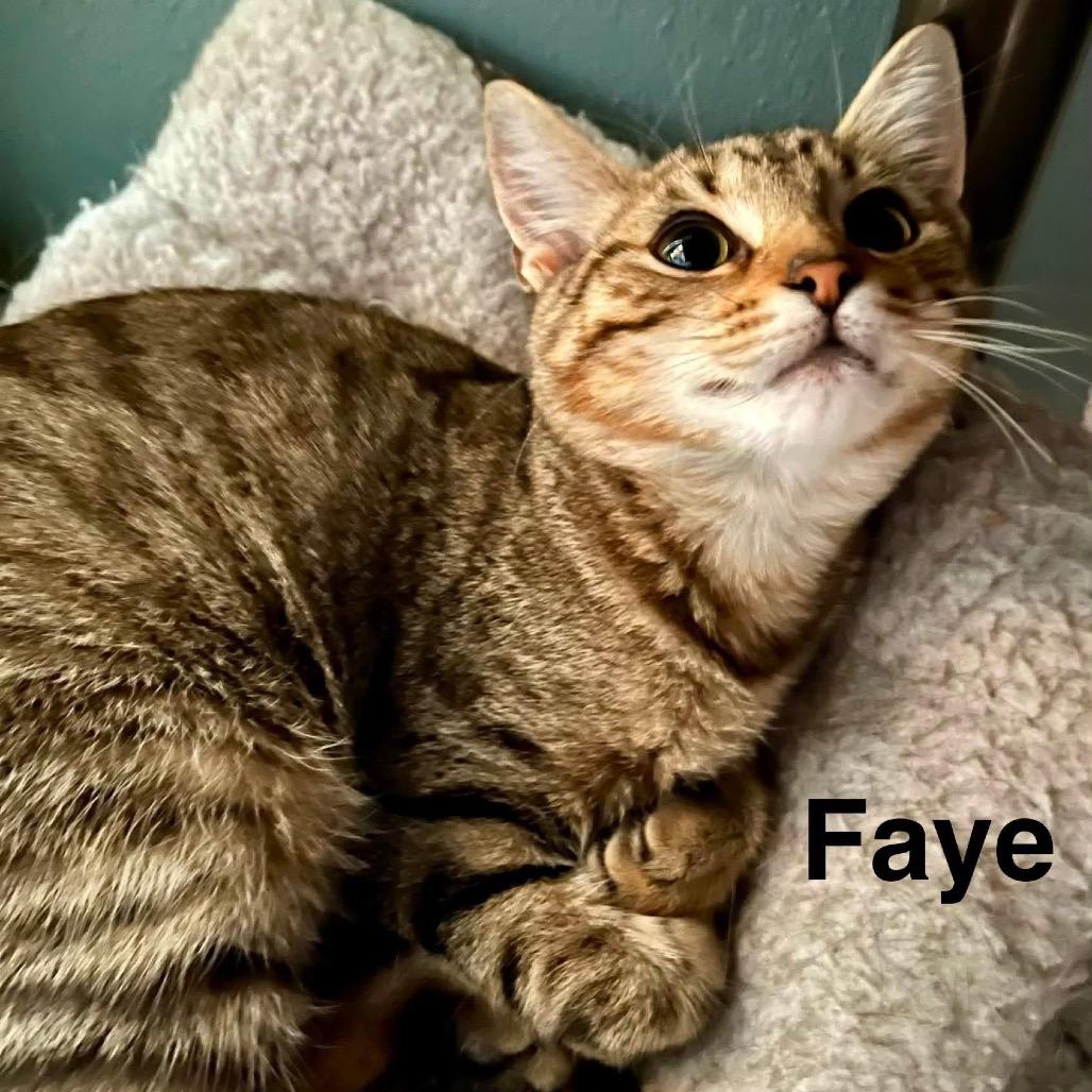 Faye
