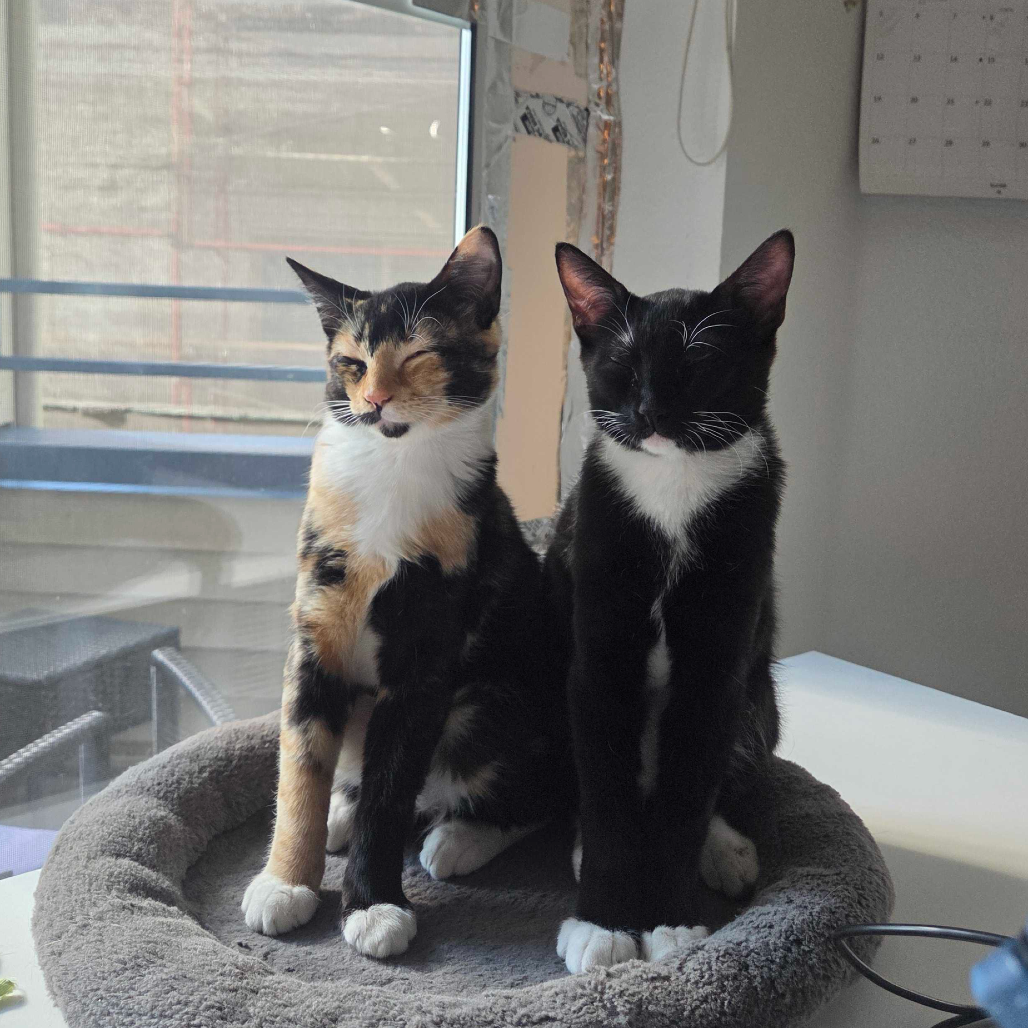 Elphie (bonded w/Fiyero)