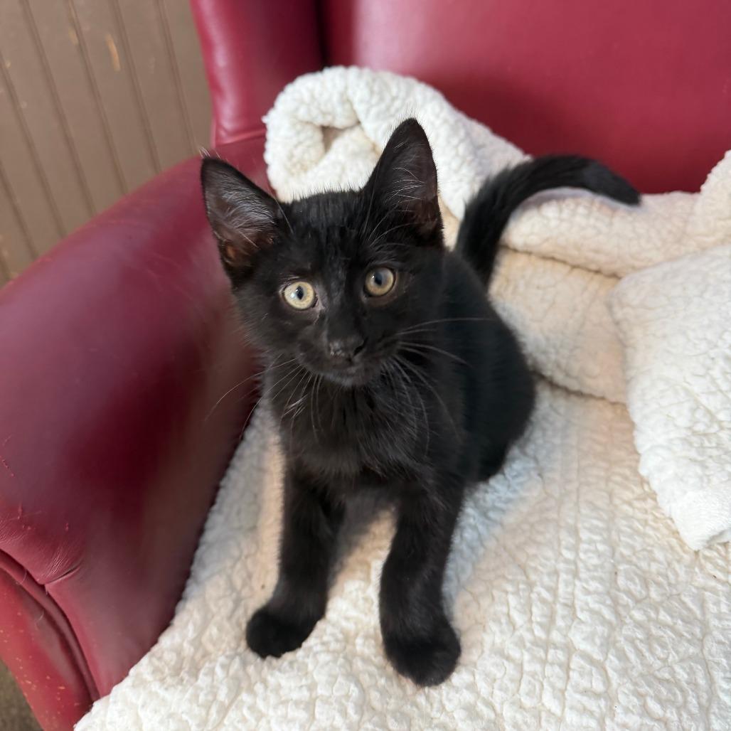 Nova