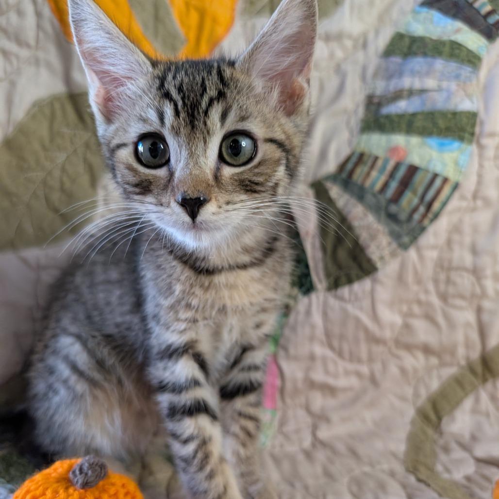 Mo