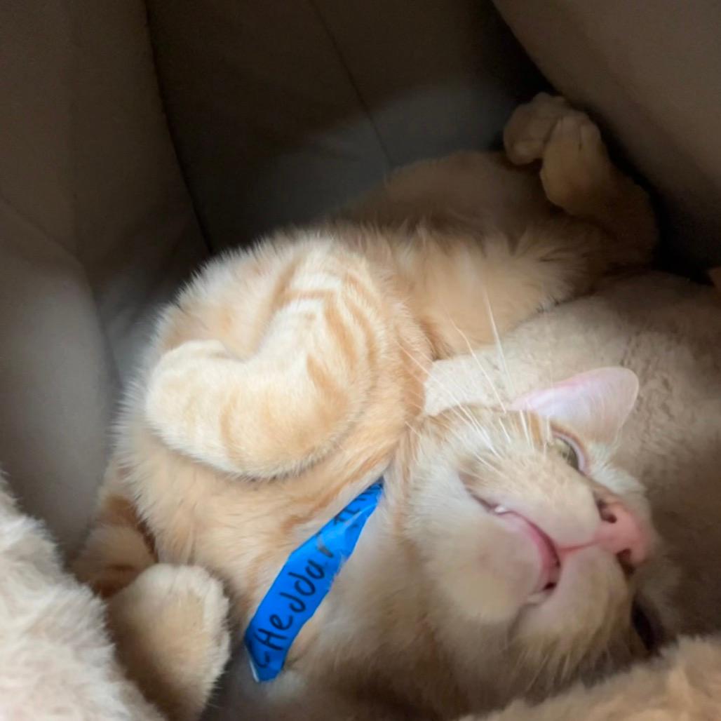 Cheddar