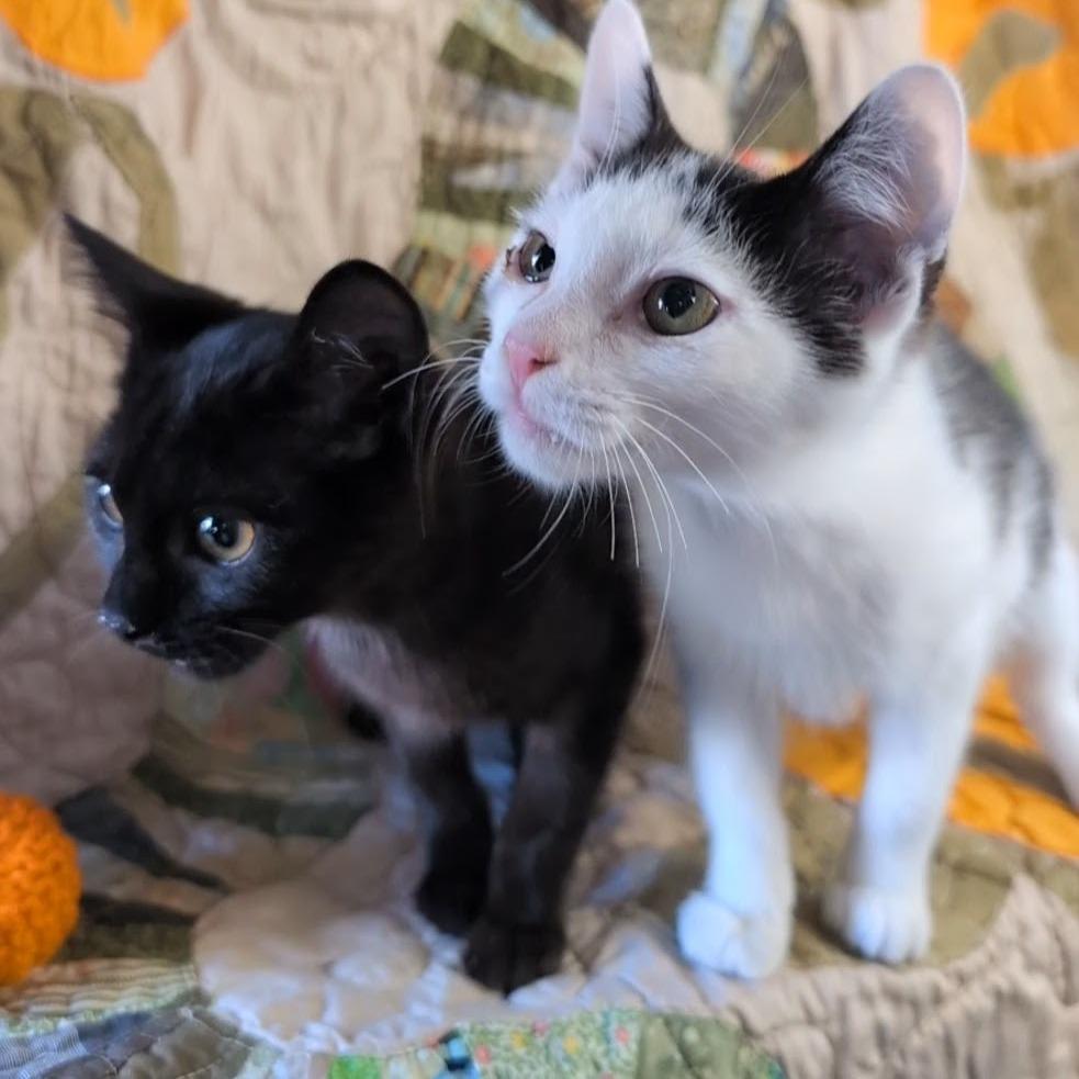 Thing 1 (black) bonded with Thing 2