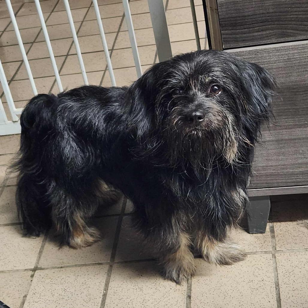 Teddy