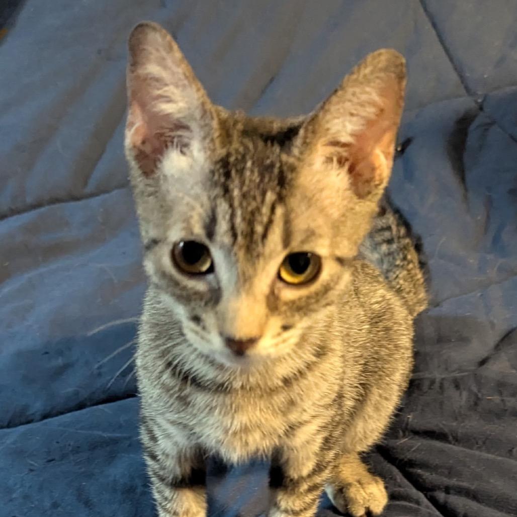 Sokka