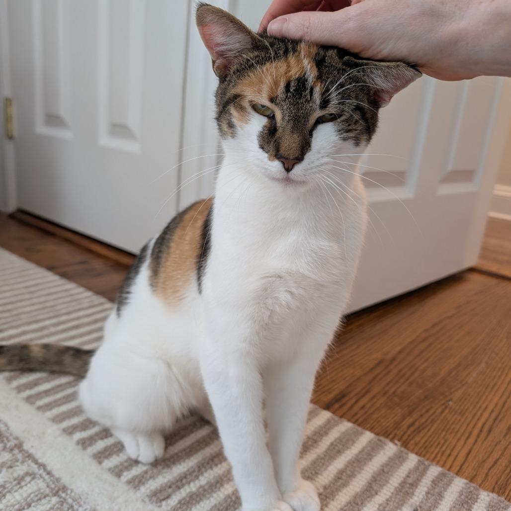 Callie (Pulaski Mama) CHIP