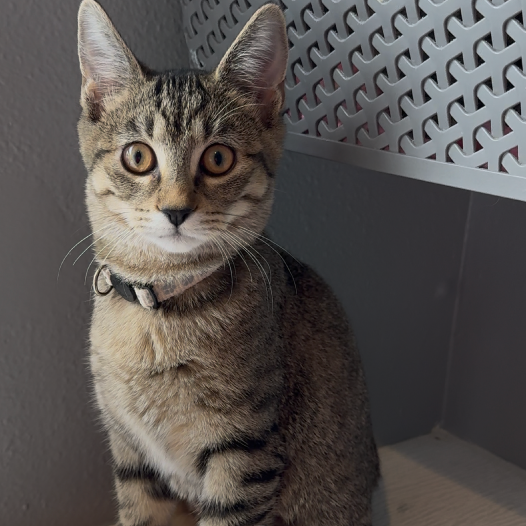 East- PetSense Union