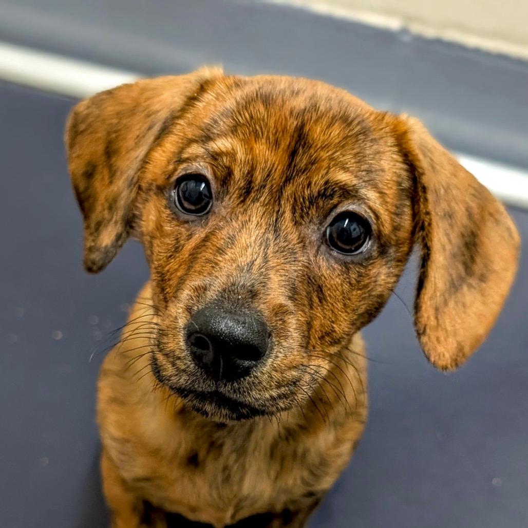 Zoey (puppy) - ECAS