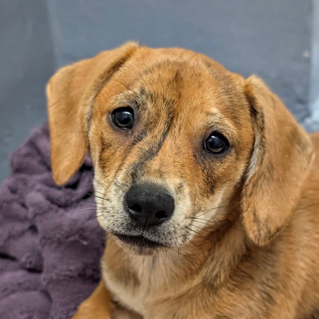 Chloe (puppy) - ECAS